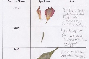 Flower-Worksheet_300x200