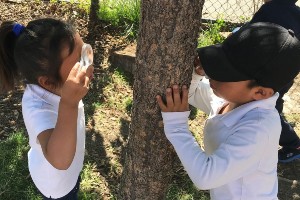 Kids-Magnifying-Tree_300x200