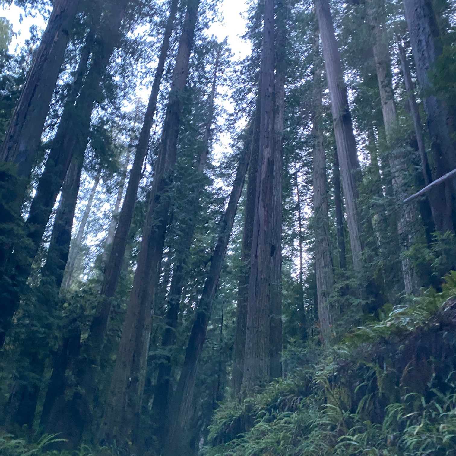 North Coast Redwoods