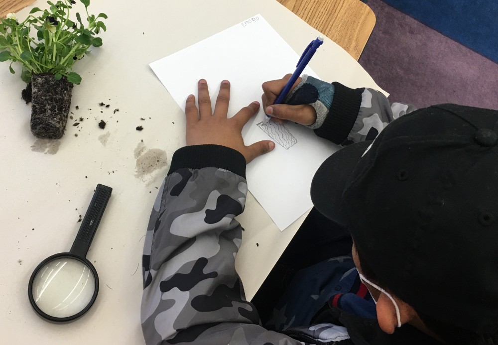 Student-Drawing-Plant