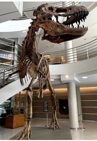 trex